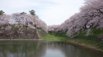 名古屋城を西から見る。西の堀も桜が満開。ダイナミックな景色です。