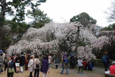 京都御苑の ｢桃の花｣ と 近衛邸跡に咲く ｢しだれ桜｣