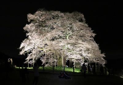 ７度目の逢瀬はライトアップされた満開の醍醐桜