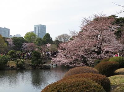 東京代々木・新宿のさくら・・新宿御苑をめぐります。