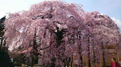 千恵子抄の生家のある二本松・『安達太良円東寺』の枝垂桜