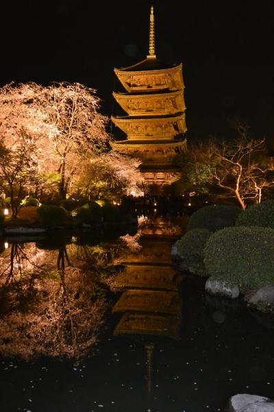 ２０１６年４月　桜色に染まる京都へ♪～ライトアップの「東寺」で夜桜に酔いしれて☆.。.:*・～