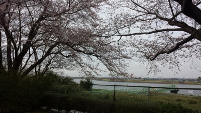取手の桜 2016  岡堰の桜とかたらいの郷、ふれあい道路沿いの桜並木～