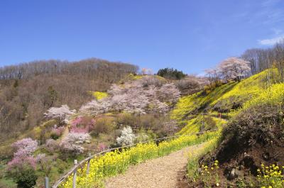 ◆福島の桃源郷・花見山 ２０１６ Part２