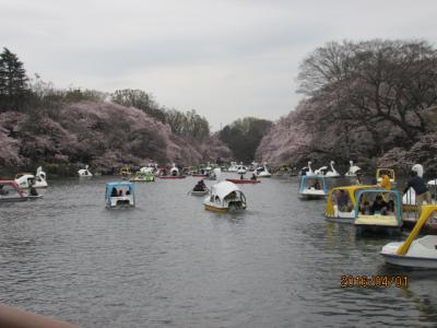 花見会