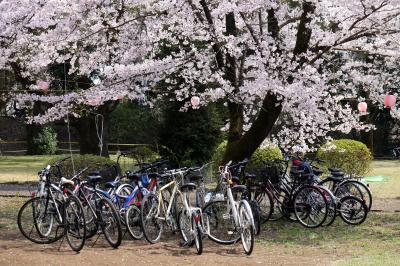 栃木県　小山市　城山公園　（小山氏城址　祇園城址）　桜 下