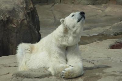 桜とホッキョクグマ定点観測～王子動物園編～。