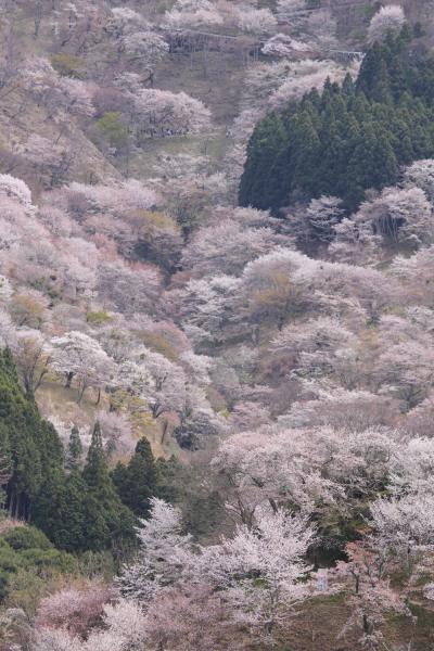 吉野山 ～千本桜に魅せられて～