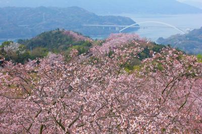しまなみ海道 桜の名所『開山公園』へ