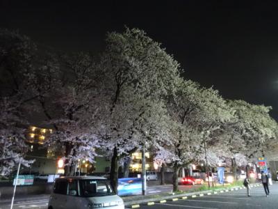 松戸市常盤平の桜