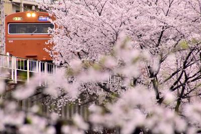 赤色の国鉄型車両103系を追いかけて、満開な桜が咲き広がる桜ノ宮と大阪城に訪れてみた