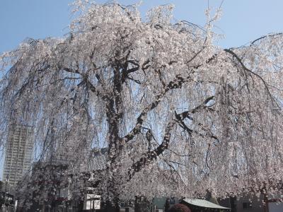 谷中でお寺巡り③