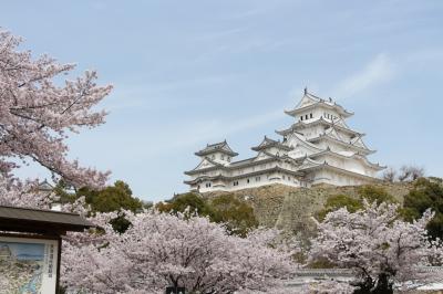 【姫路城】白いうちに満開の桜が撮りたかった
