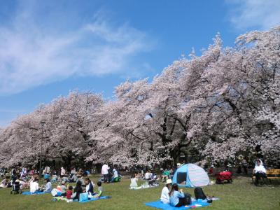 桜満る都立小金井公園