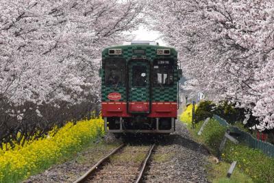 菜の花畑と桜並木を走る真岡鐡道 2016（栃木）