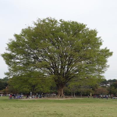 庄内緑地で春を満喫。噴水あり，芝生あり，花壇あり。きれいなところです。