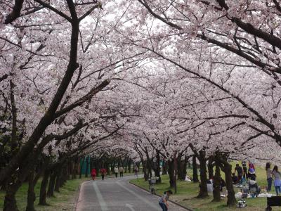 庄内緑地の桜のトンネル。知られざる桜の名所です。