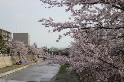 桜　　　　　散る散る　　　　芦屋川の桜