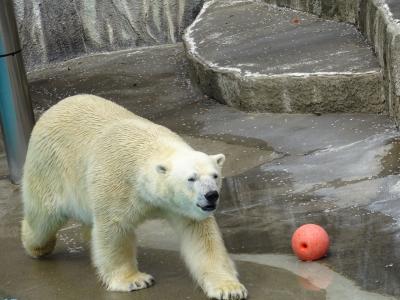 浜松市動物園ホッキョクグマのキロルに会いに・・・そして桜