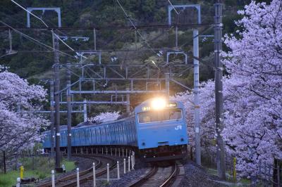 青色の国鉄型車両103系を追いかけて、満開な桜が咲き広がる中山溪に訪れてみた
