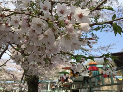 【2016・4】桜の桐生が岡公園・レトロな遊具とゆる～い動物達～遊園地編