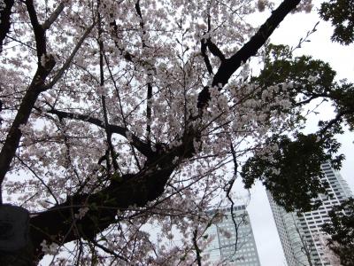 錦糸町公園の満開のさくら