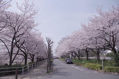 桜の隠れ名所見沼代用水と通船堀2