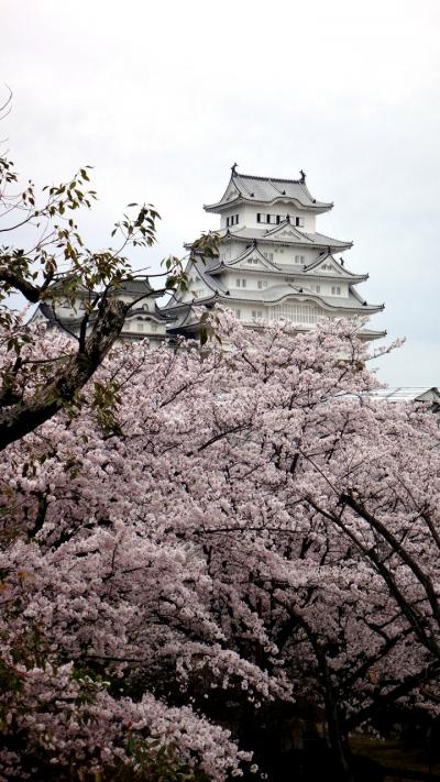 桜ウォーク、三都めぐり　2016