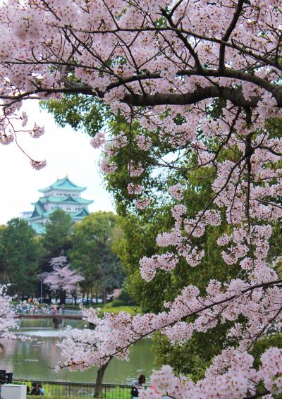 桜sakura旅Part５　名古屋城爛漫の桜　お堀端を歩く♪