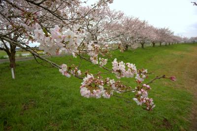 桜・散歩　（母子島遊水地）