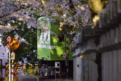 緑色の国鉄型車両103系を追いかけて、満開な桜が咲き広がる城陽・久世神社と奈良・佐保川に訪れてみた