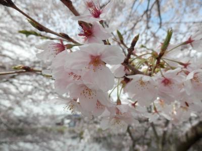 桜の季節に