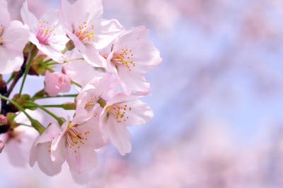 SAKURA in 権現堂/GONGENDO