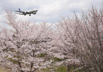 【千葉：成田空港】　空港の周囲で桜めぐり