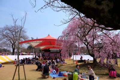 下野市　天平のはなまつり　美しい枝垂れ桜　満開