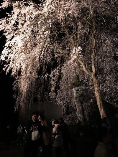 日本三大桜 高田城趾公園