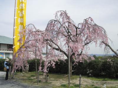 茨木弁天さんへ花見に