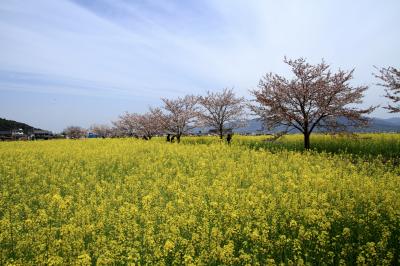 藤原宮跡に咲く菜の花