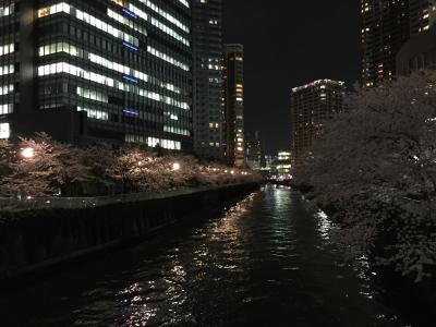 目黒川さくら川