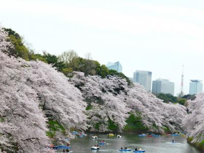 2016.4　千鳥ヶ淵の桜見物