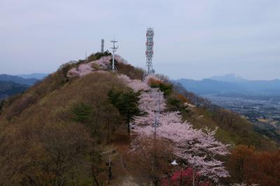 高崎市　吉井町　牛伏山自然公園に咲く　桜たち。