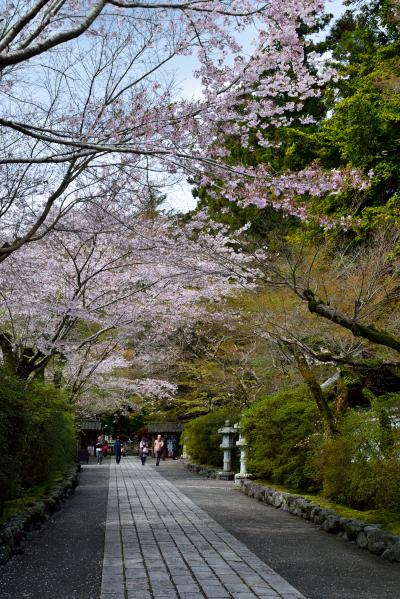 2016 “湖国”近江桜巡り【１】 ～雨雫でしっとり濡れた紫式部ゆかりの古刹・石山寺へ～