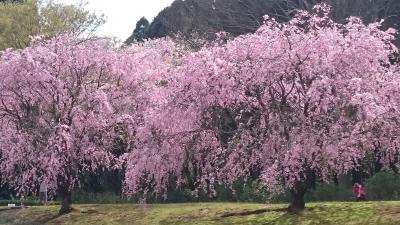 千葉の桜ドライブ　2016.4.9