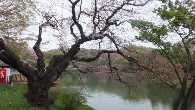 ソメイヨシノは終わってしまい、八重桜はまだ・・・。でも「県立三ッ池公園」、なかなかいいです。