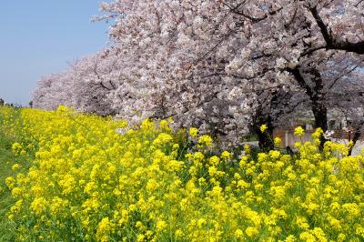 2016桜第四弾☆熊谷桜堤