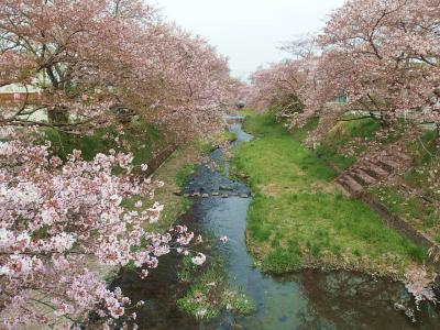 普賢寺～玉川（井手町）～宇治田原の桜を訪ねて