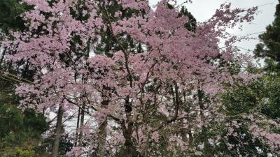 今年最後の桜(三千院)