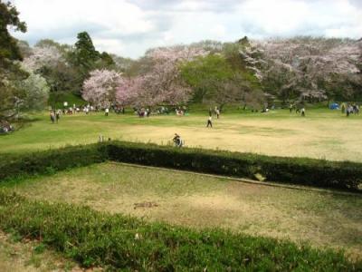 ’１６　日本１００名城　桜の咲く佐倉城