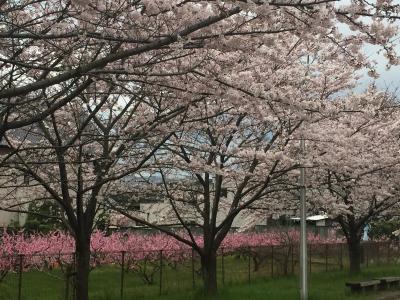 桃と桜の共演