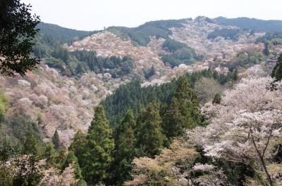一目千本 吉野の桜を見て来ました